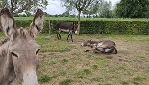 00c371 3d63b7d5bd2b4fcf8d2a9e44b78178f0f000