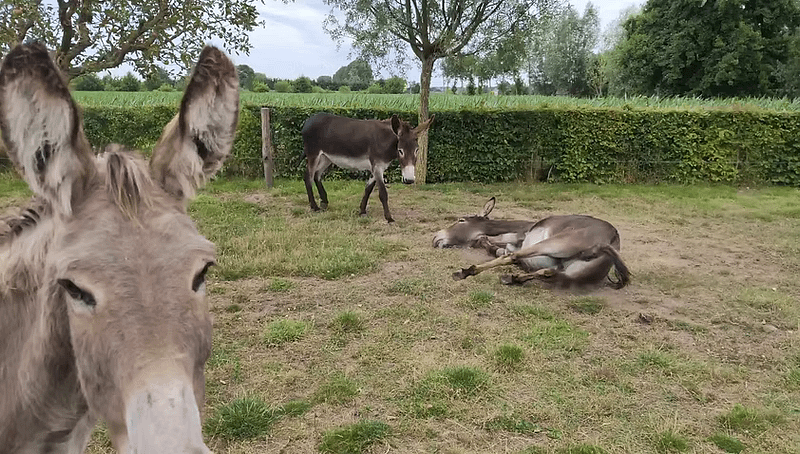 00c371 3d63b7d5bd2b4fcf8d2a9e44b78178f0f000